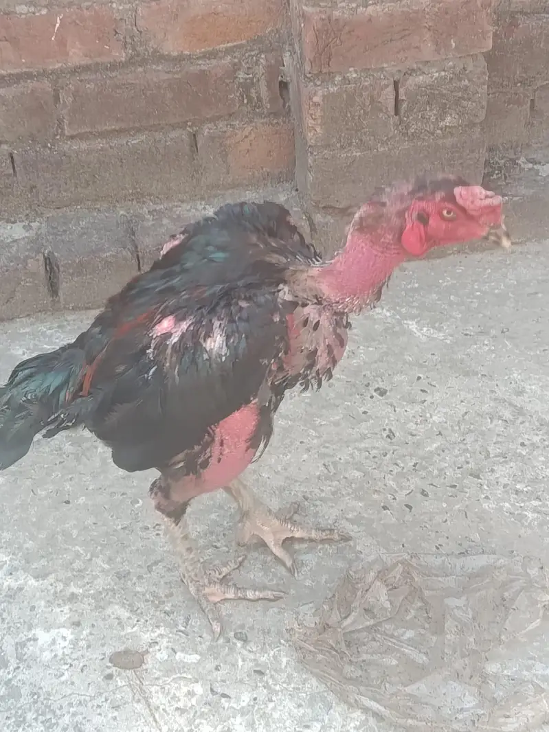 Aseel Hera, Barmi Nasal, Pakistani Breed For Sale — photo 10