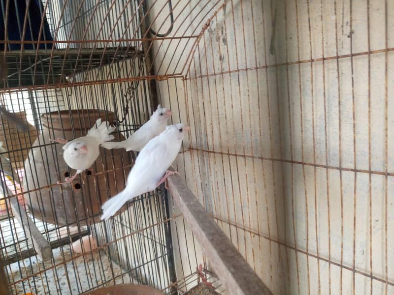 banglese finch 0