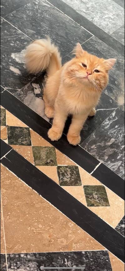 Cute & Fluffy Persian Cat for Sale