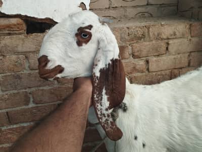 Lalilpur Bakri 03007346005