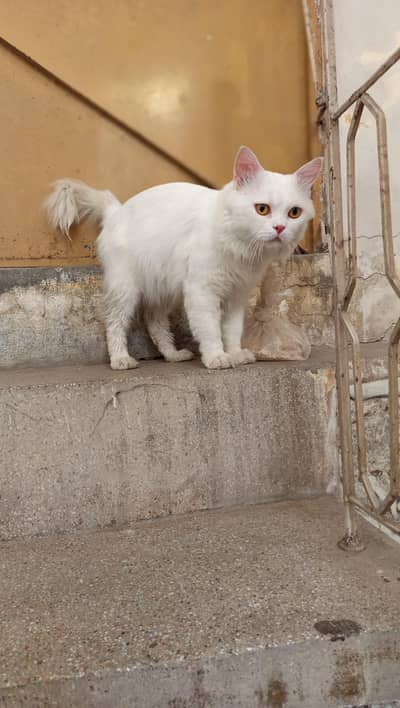 beautiful male cat