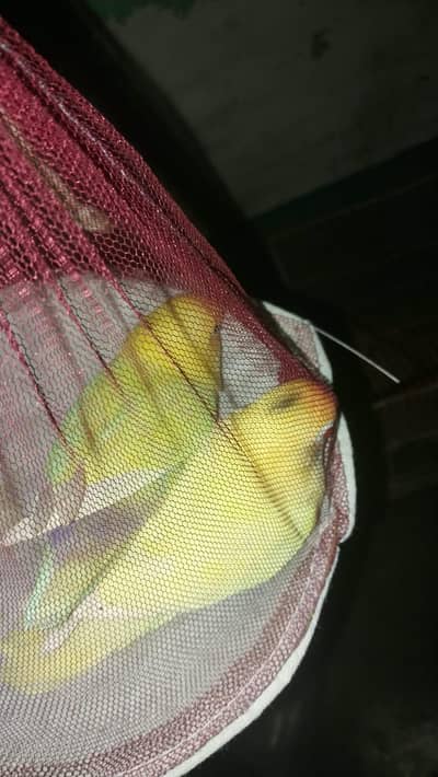 lovebirds