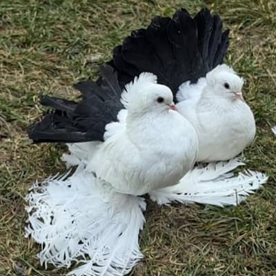 Indian Fantail Pigeon Pair For Sale