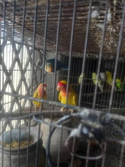 lationa pair for sale