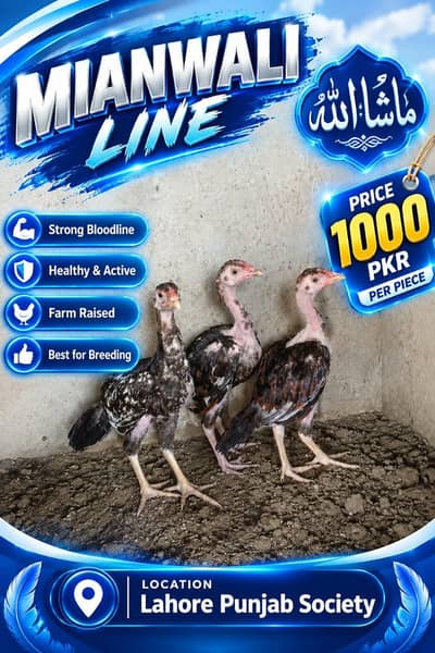 mianwali chicks available