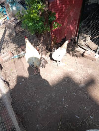 desi murgi 5 aur 2 murge for sale hai aur ek seal murgi Pakistani