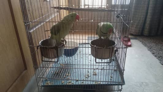 Raw parrot pair for sale