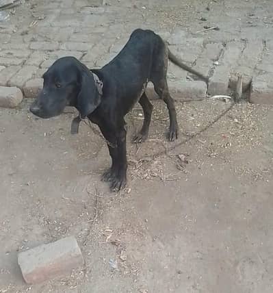 for sale and exchange with bully gultari