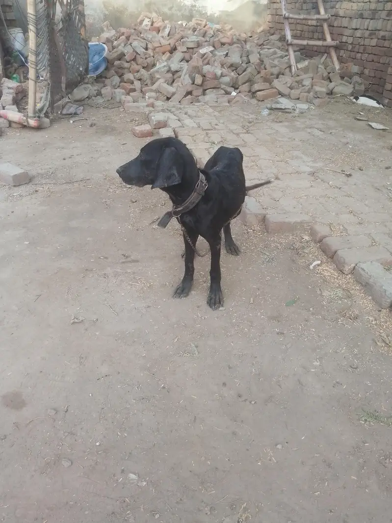 for sale and exchange with bully gultari — photo 3