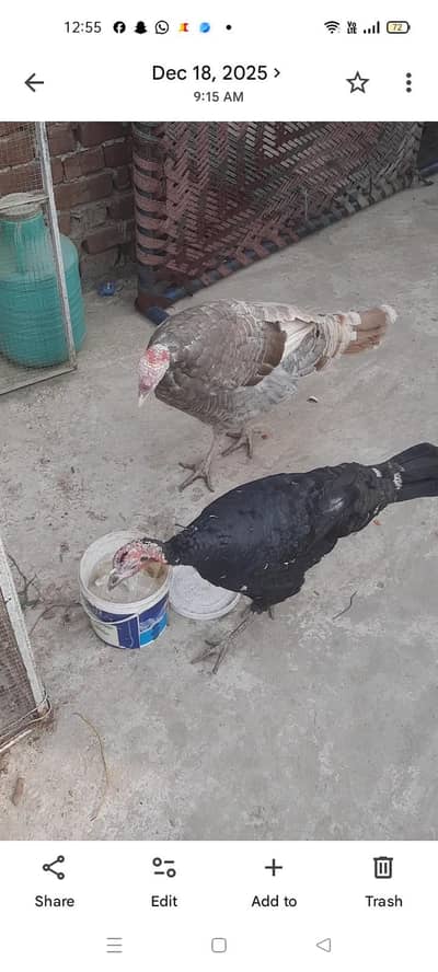 Turkey Birds Pair For Sale