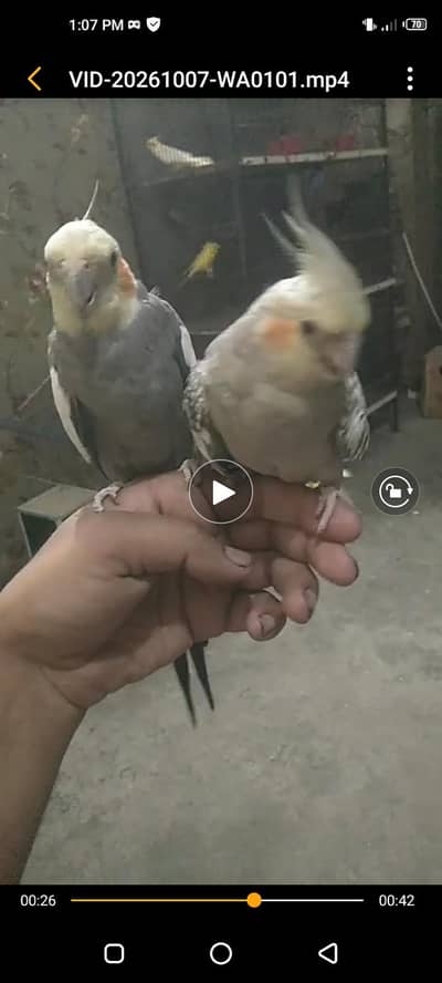 Cocktail tame pair with egg and iron cage