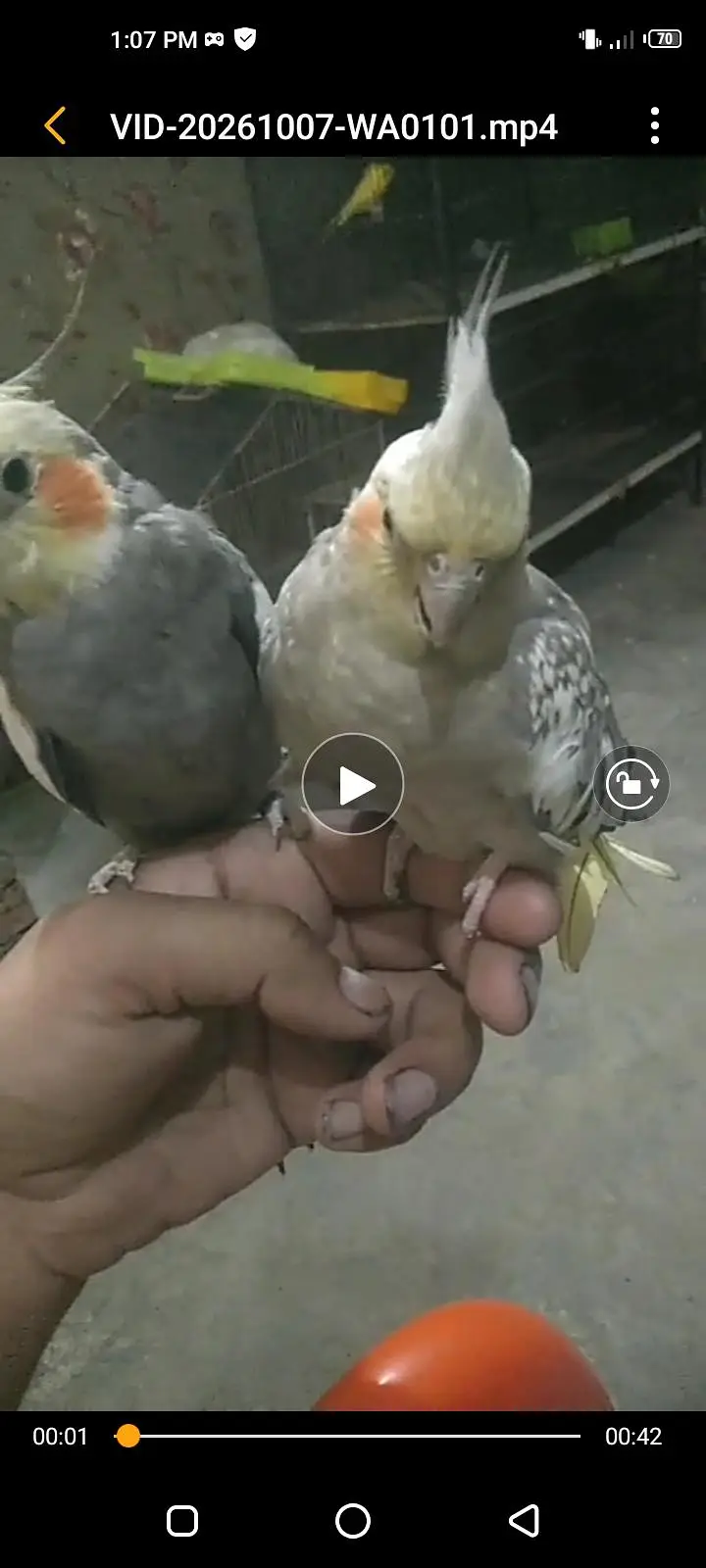Cocktail tame pair with egg and iron cage — photo 2