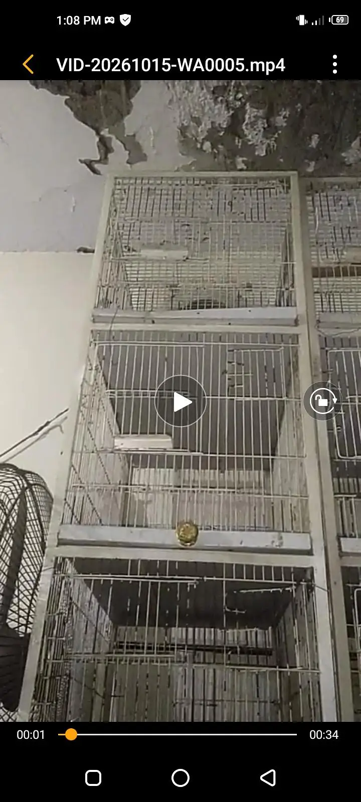 Cocktail tame pair with egg and iron cage — photo 4