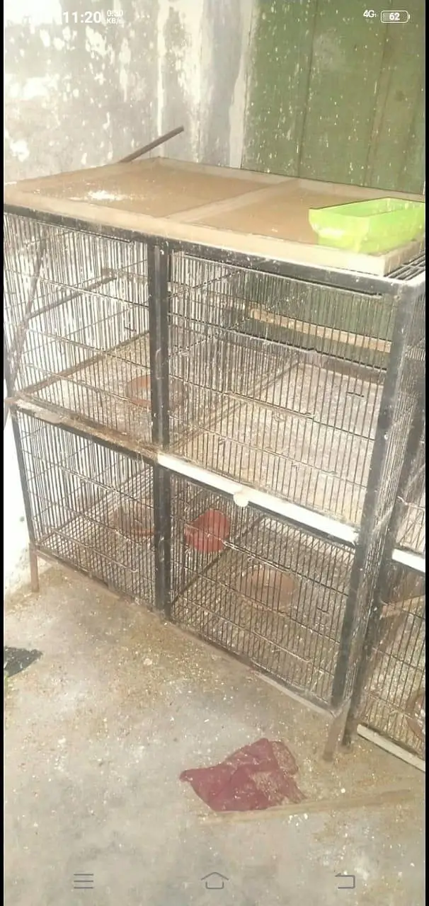 Cocktail tame pair with egg and iron cage — photo 5