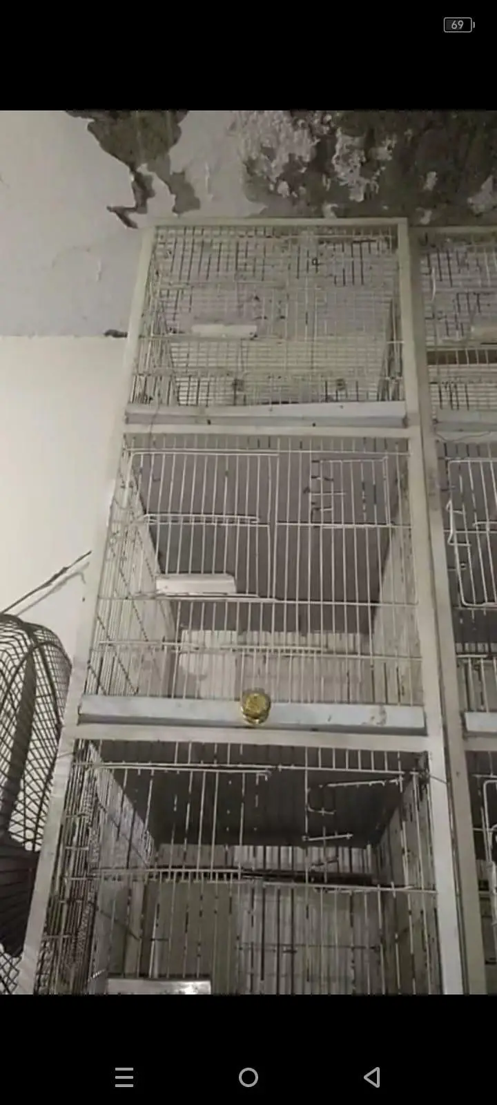 Cocktail tame pair with egg and iron cage — photo 6