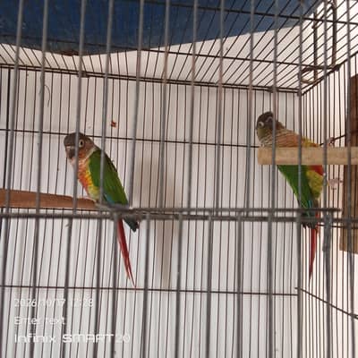green chick yellow sided conure