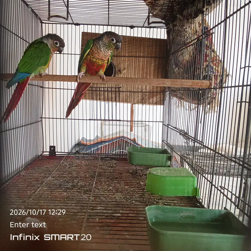 green chick yellow sided conure — photo 2