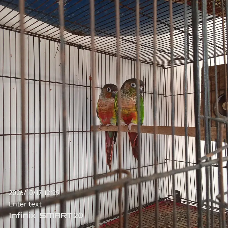 green chick yellow sided conure — photo 4