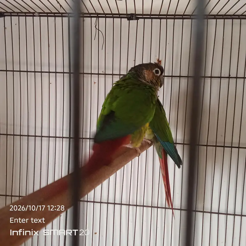 green chick yellow sided conure — photo 5