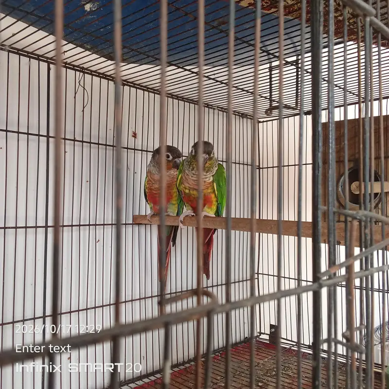 green chick yellow sided conure — photo 6