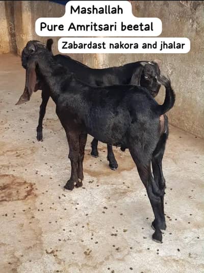 Pure amritsari beetal male goats available