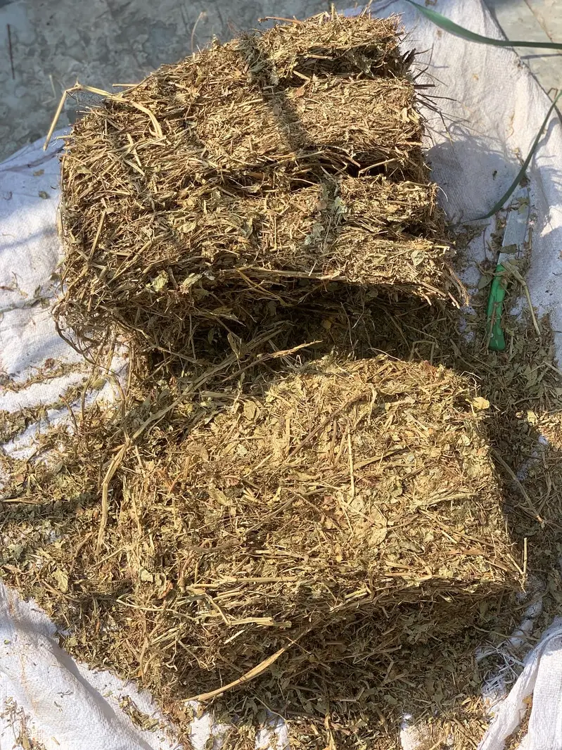 Pure amritsari beetal male goats available — photo 2