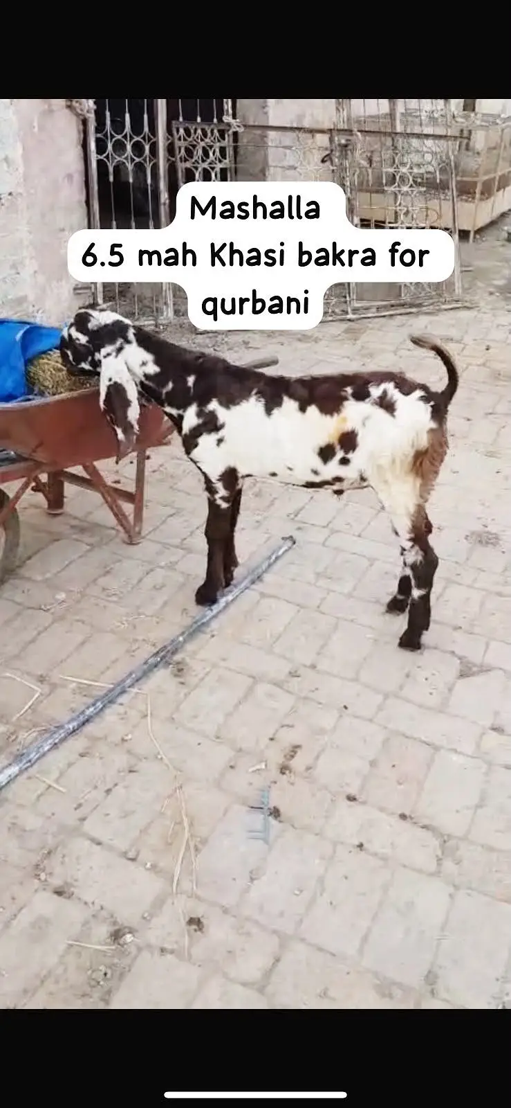 Pure amritsari beetal male goats available — photo 3