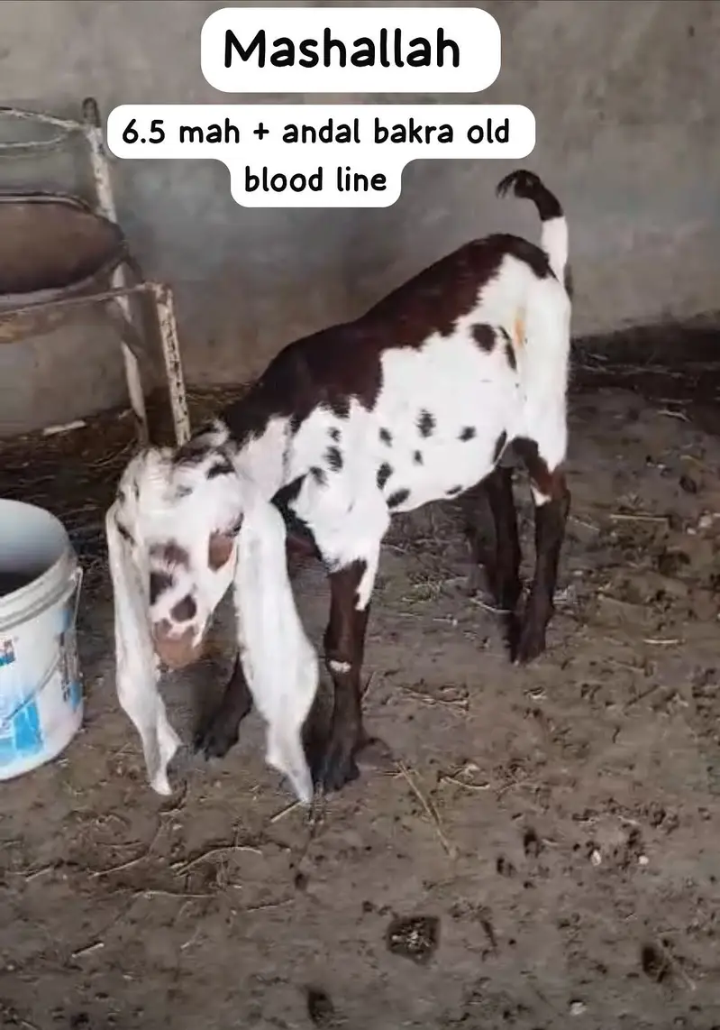 Pure amritsari beetal male goats available — photo 4