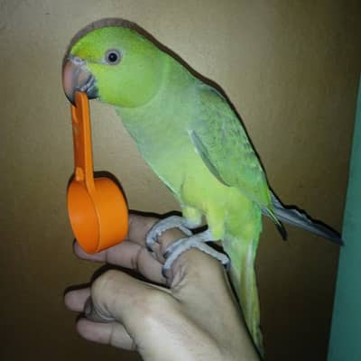 Ringneck Parrot Hand Tame