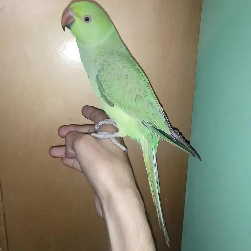 Ringneck Parrot Hand Tame — photo 2