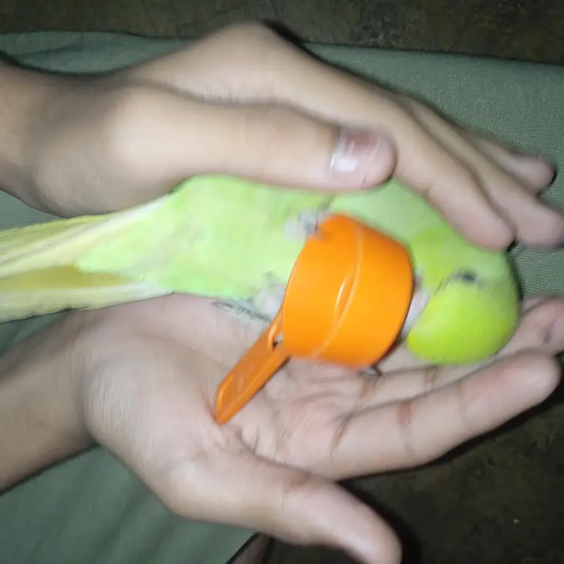 Ringneck Parrot Hand Tame — photo 3