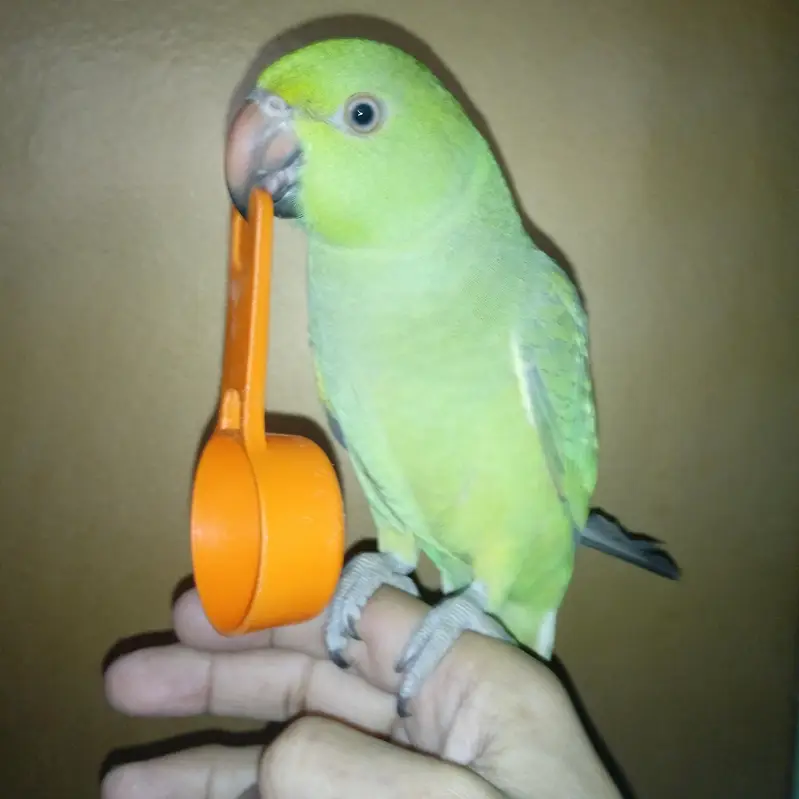 Ringneck Parrot Hand Tame — photo 4