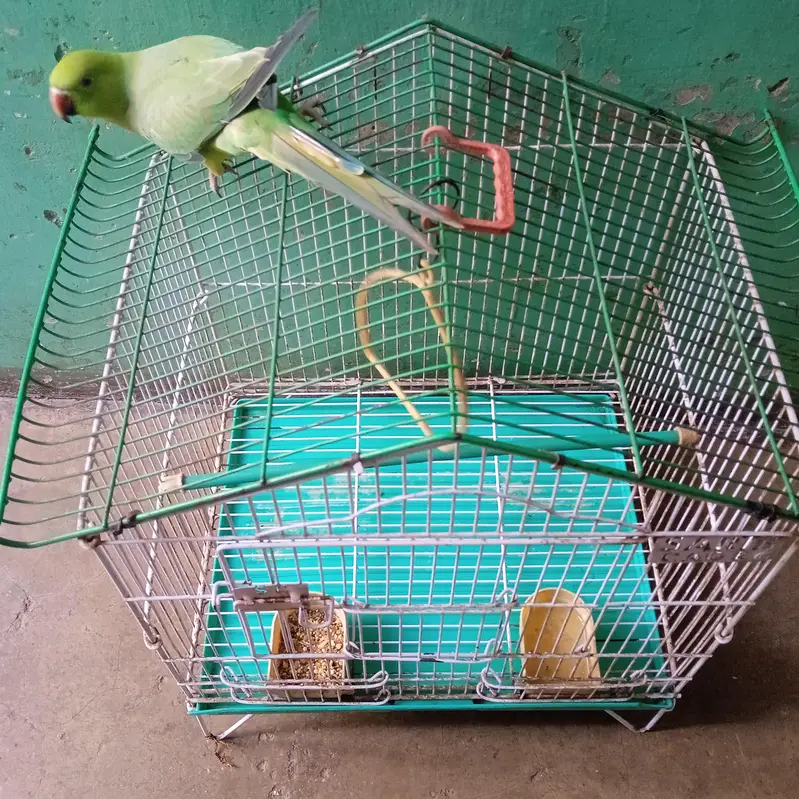 Ringneck Parrot Hand Tame — photo 5
