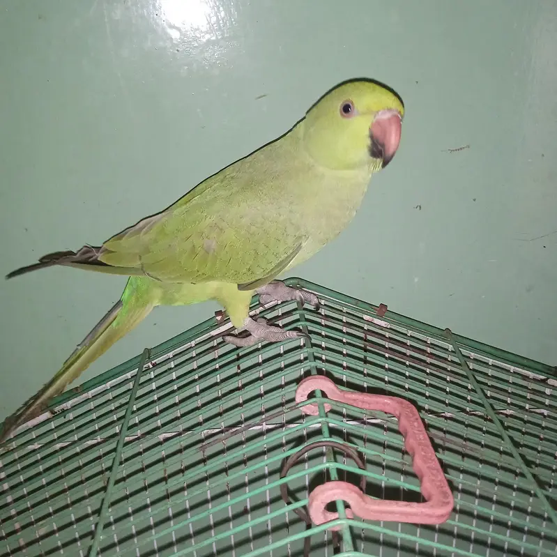 Ringneck Parrot Hand Tame — photo 6