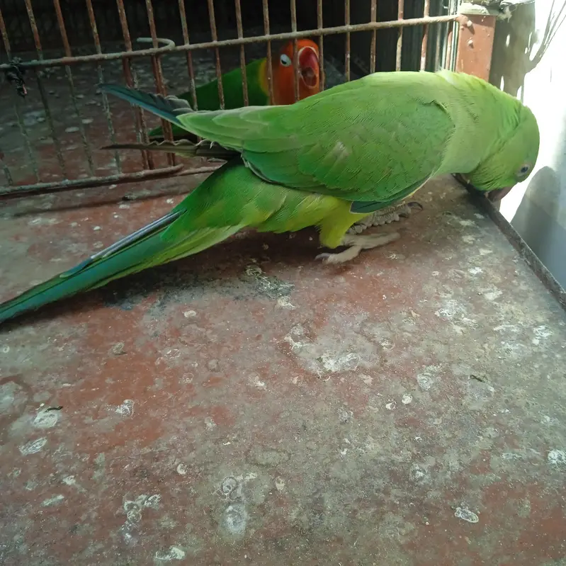 Ringneck Parrot Hand Tame — photo 7