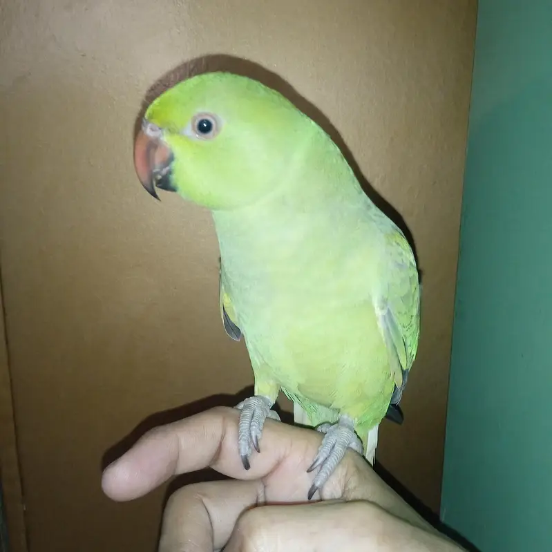 Ringneck Parrot Hand Tame — photo 8