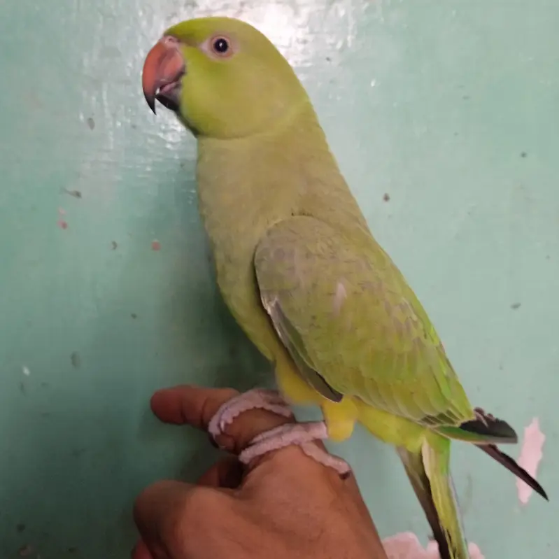 Ringneck Parrot Hand Tame — photo 9