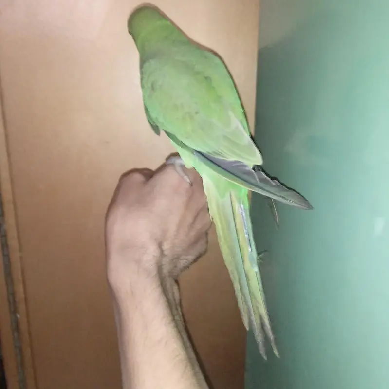 Ringneck Parrot Hand Tame — photo 10
