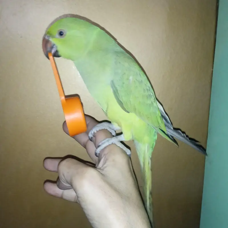 Ringneck Parrot Hand Tame — photo 11