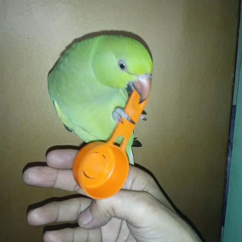 Ringneck Parrot Hand Tame — photo 12