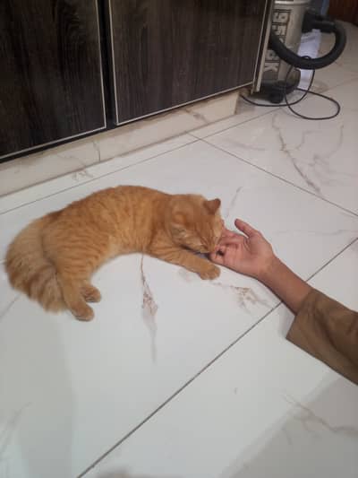 Cutee cat