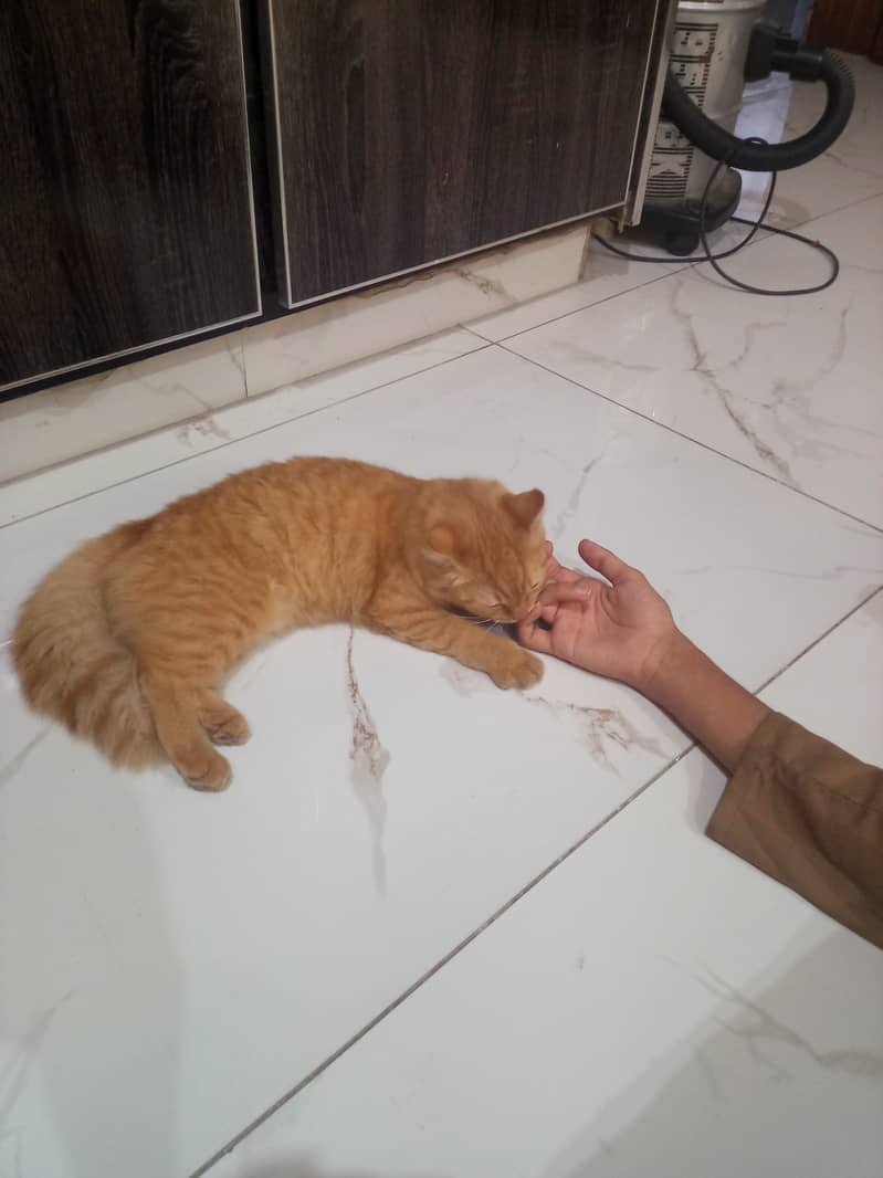 Cutee cat 0