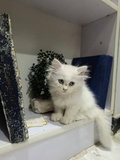 Cat for sale.