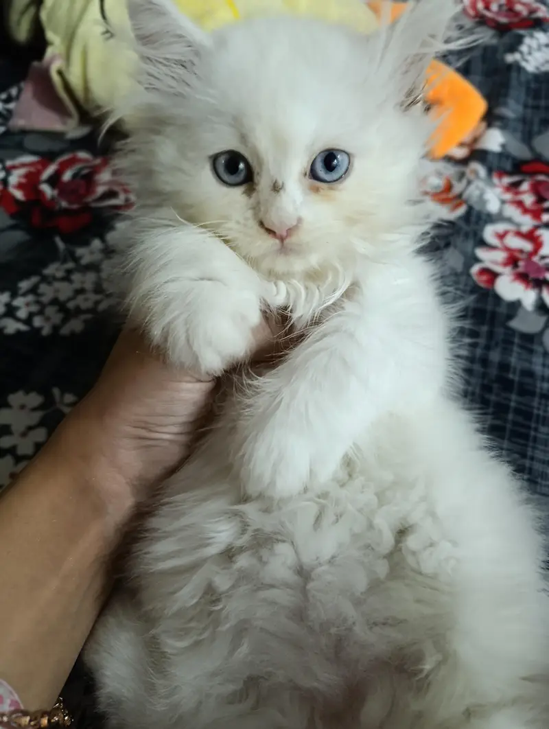 Cat for sale. — photo 2