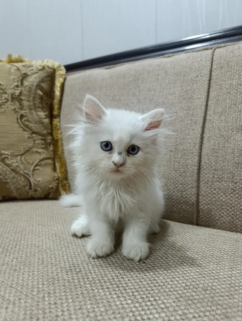 Cat for sale. — photo 3