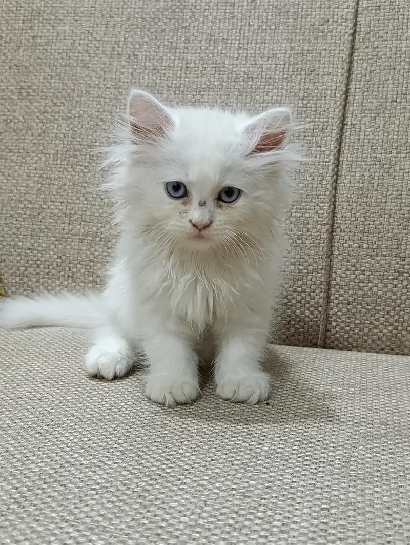 Cat for sale. — photo 4