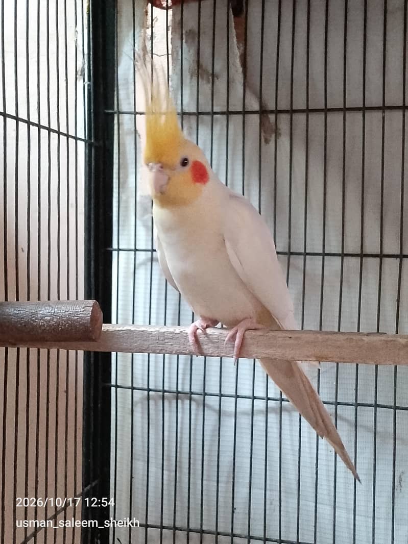 King Cocktail 1