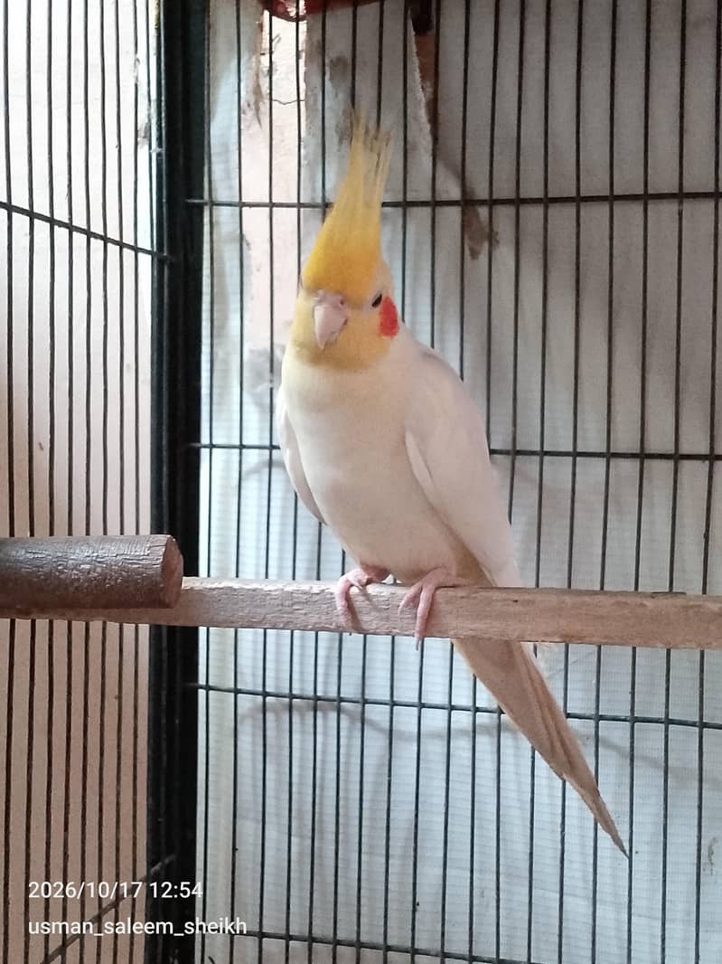 King Cocktail 2
