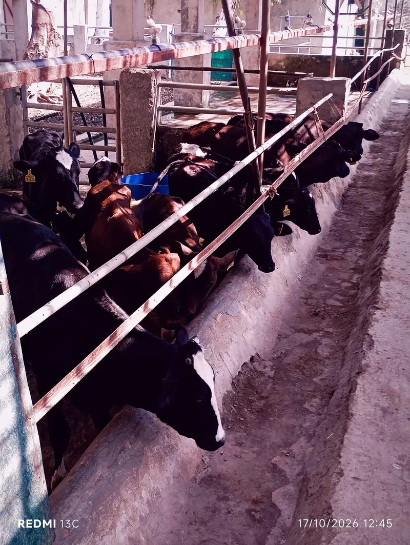 جانور برائے فروخت  گائیں  وغیرہ رابطہ برائے لاہور و قصور — photo 9