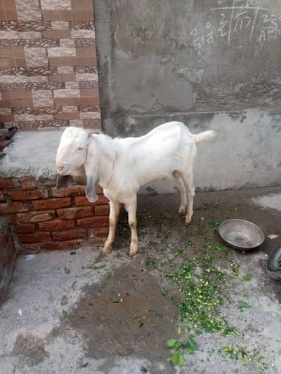 Bakra For Sale